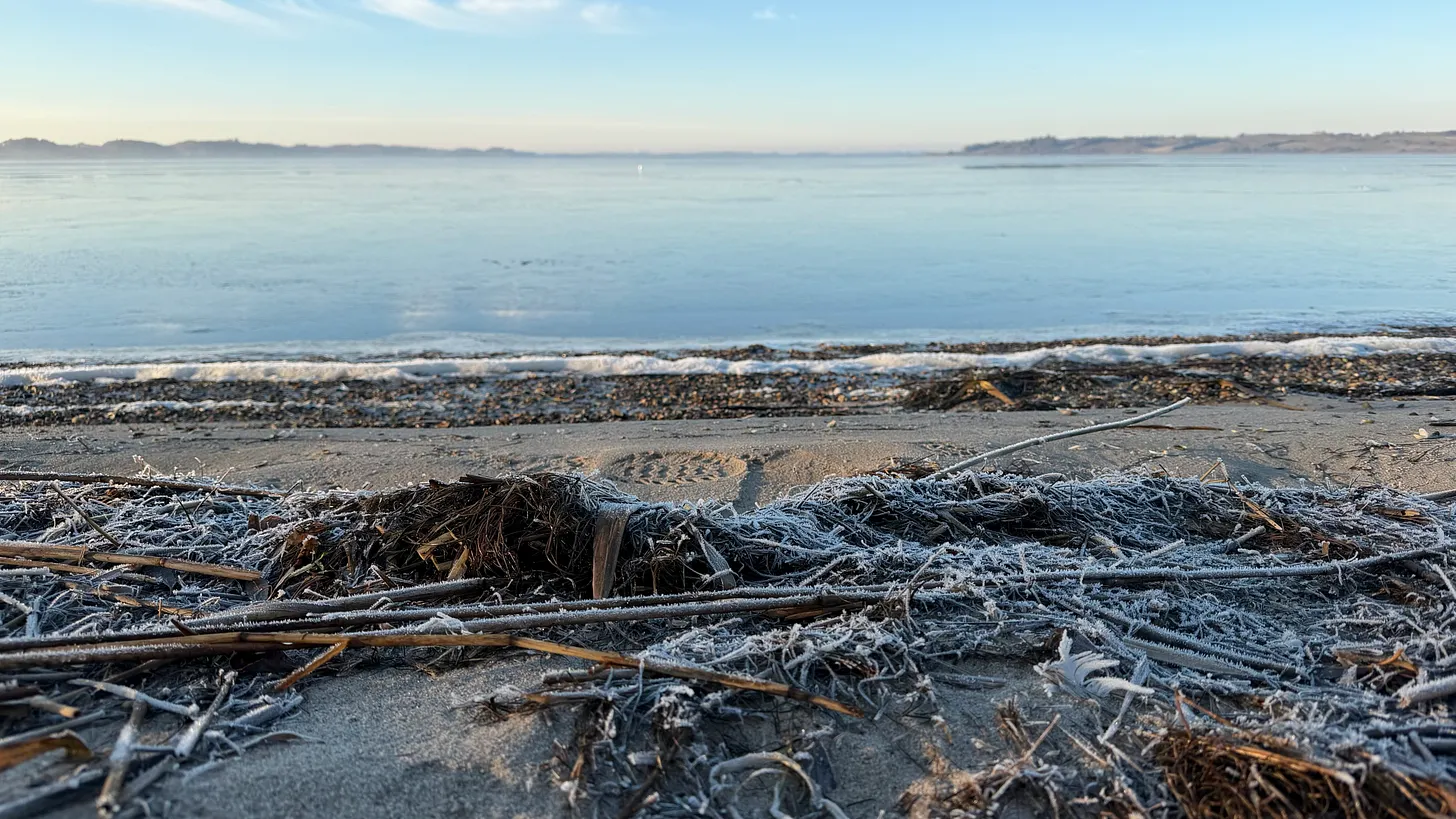 Hoarfrost coating grasses and driftwood along a still, cold northern shoreline at first light.